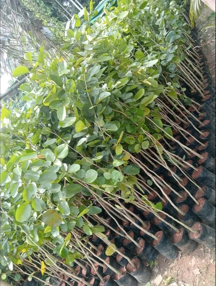 hội thảo cây đàn hương tại Nghệ An