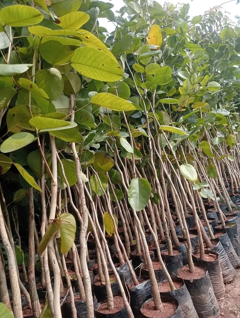 hội thảo cây đàn hương tại Nghệ An