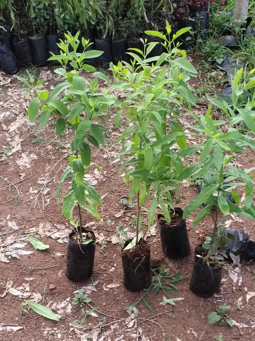hướng dẫn chăm cây đàn hương