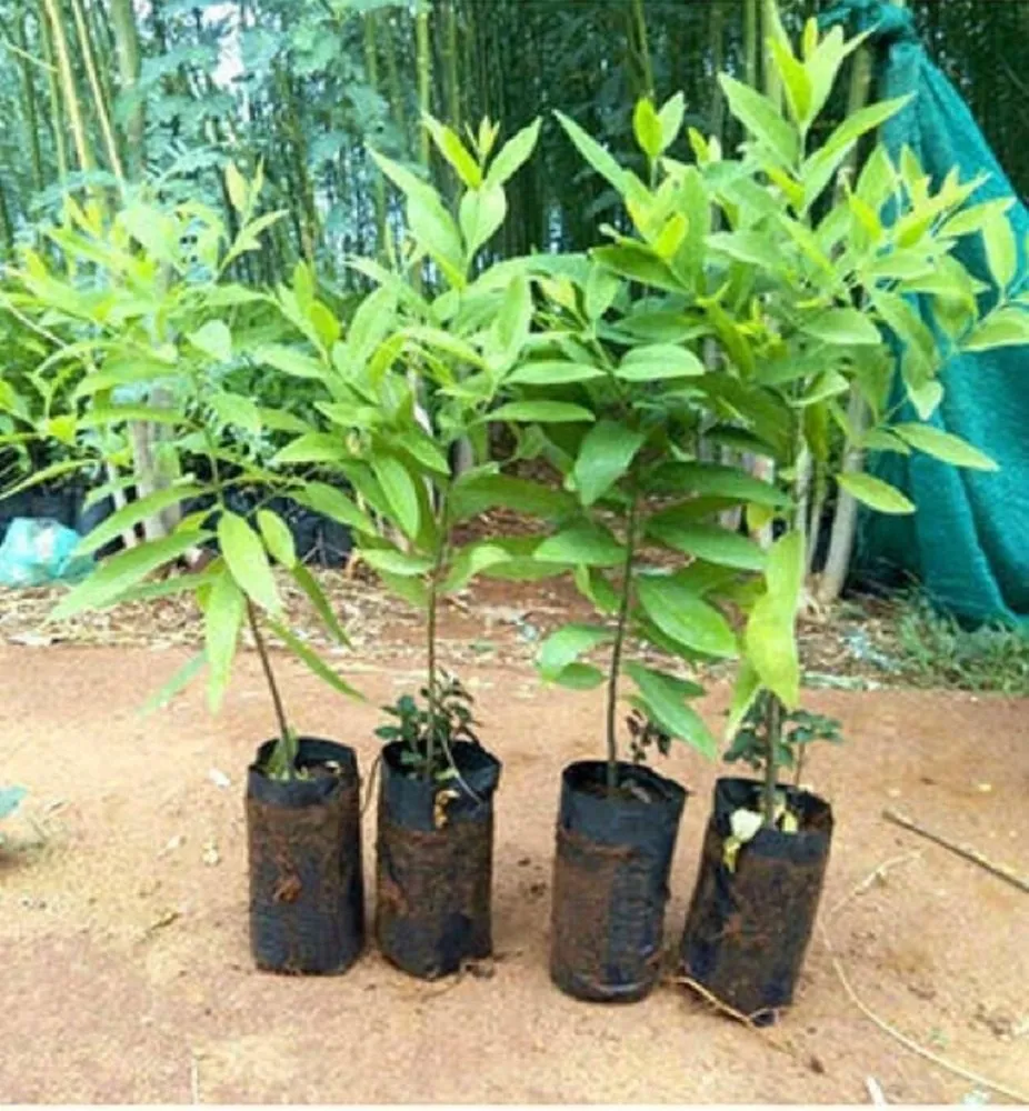 hướng dẫn chăm cây đàn hương