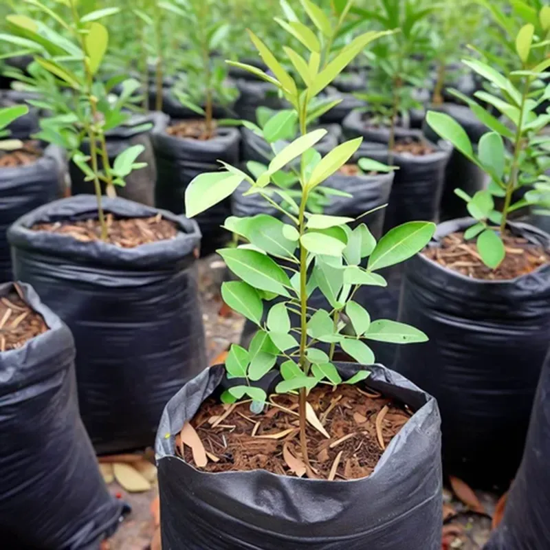 hướng dẫn chăm cây đàn hương