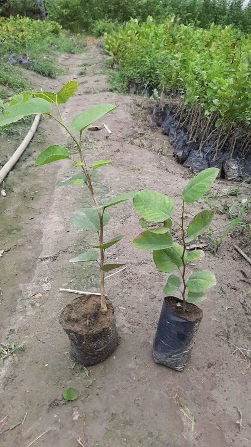 hướng dẫn chăm cây đàn hương