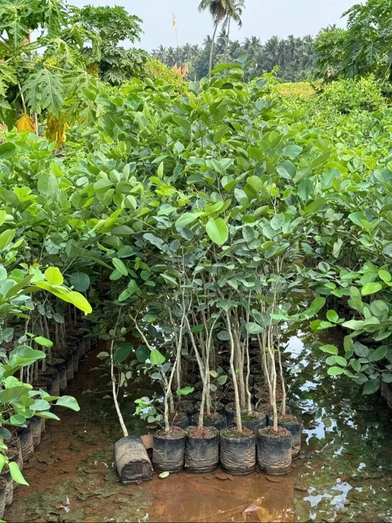 kế hoạch dòng tiền 10 năm vườn đàn hương