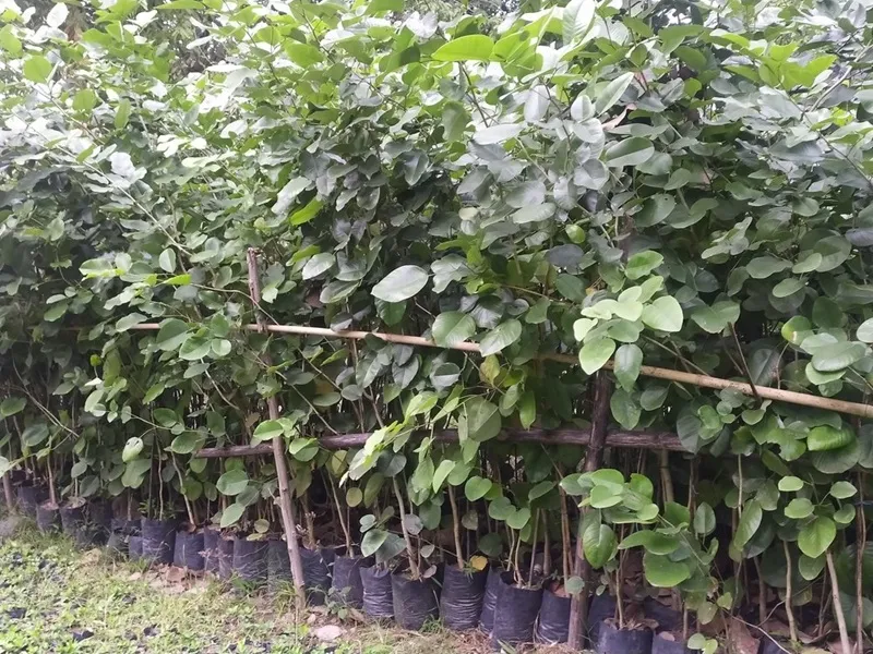 kế hoạch dòng tiền 10 năm vườn đàn hương