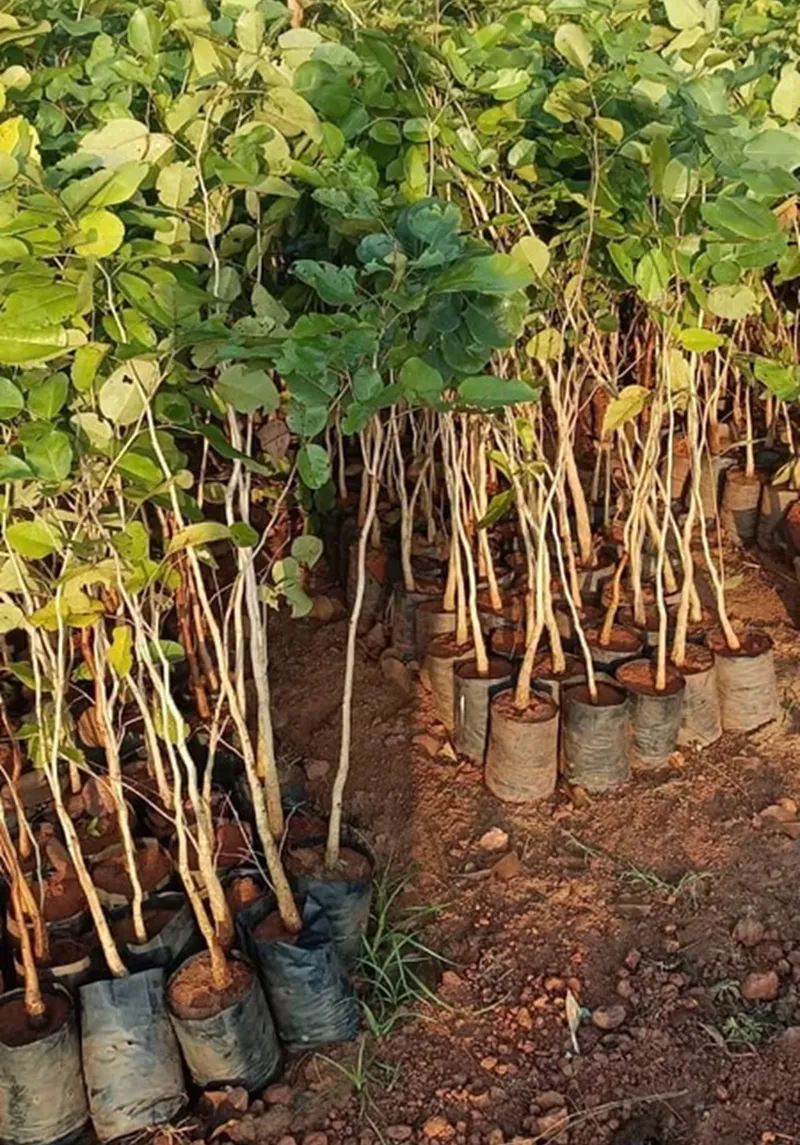 kế hoạch dòng tiền 10 năm vườn đàn hương