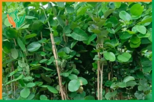 kế hoạch dòng tiền 10 năm vườn đàn hương