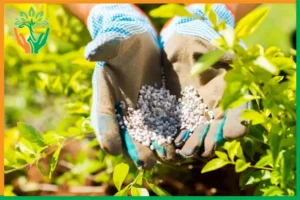 kích rễ cây đàn hương bằng humic
