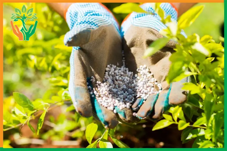 kích rễ cây đàn hương bằng humic
