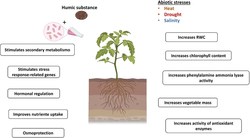 kích rễ cây đàn hương bằng humic