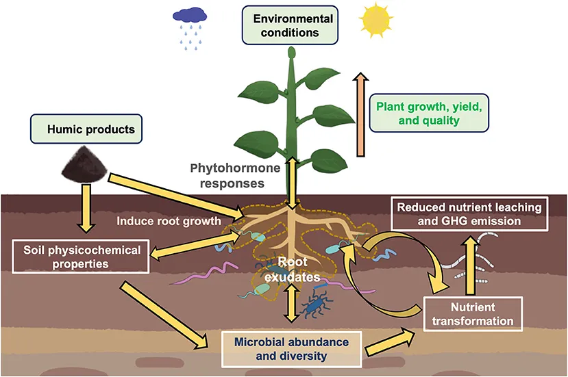 kích rễ cây đàn hương bằng humic