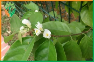 kích thích cây đàn hương ra hoa