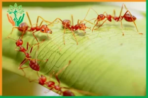 kiến lửa bảo vệ vườn đàn hương