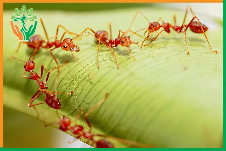 kiến lửa bảo vệ vườn đàn hương