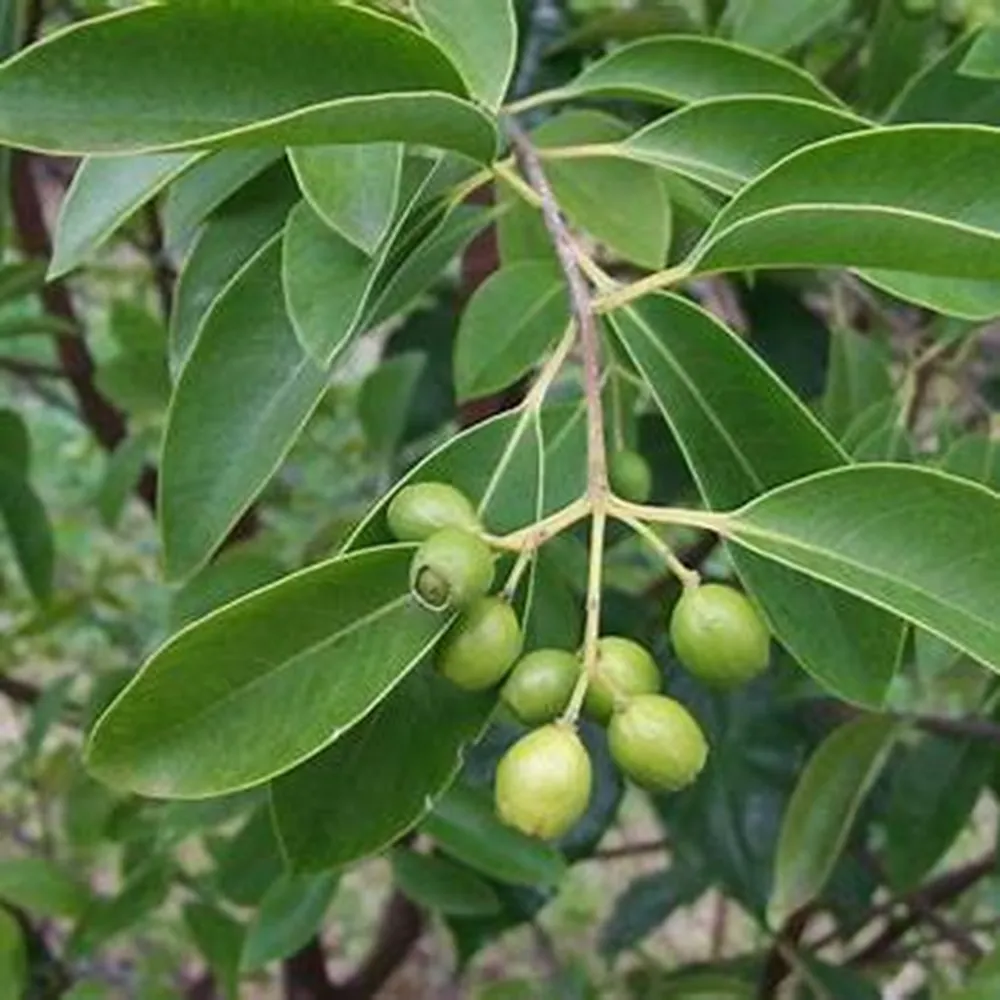 kỹ thuật trồng cây đàn hương