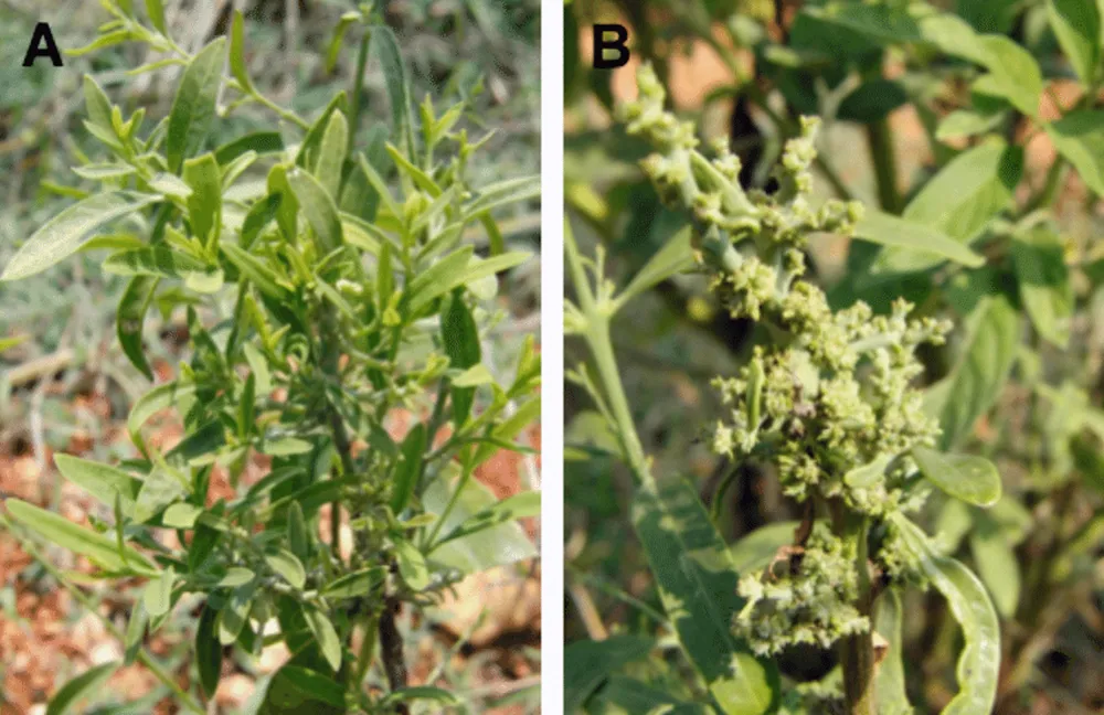 kỹ thuật trồng cây đàn hương