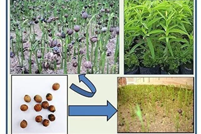 kỹ thuật trồng cây đàn hương