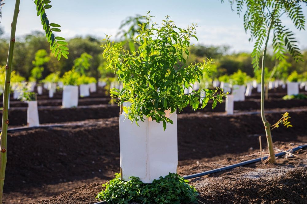 kỹ thuật trồng cây đàn hương