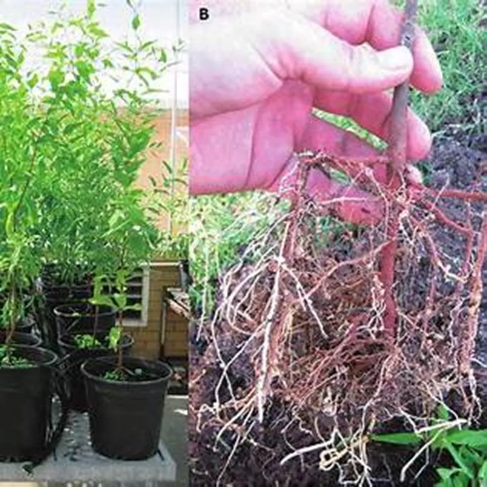 kỹ thuật trồng cây đàn hương