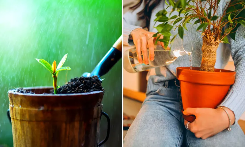lịch chăm sóc mùa mưa cho cây đàn hương