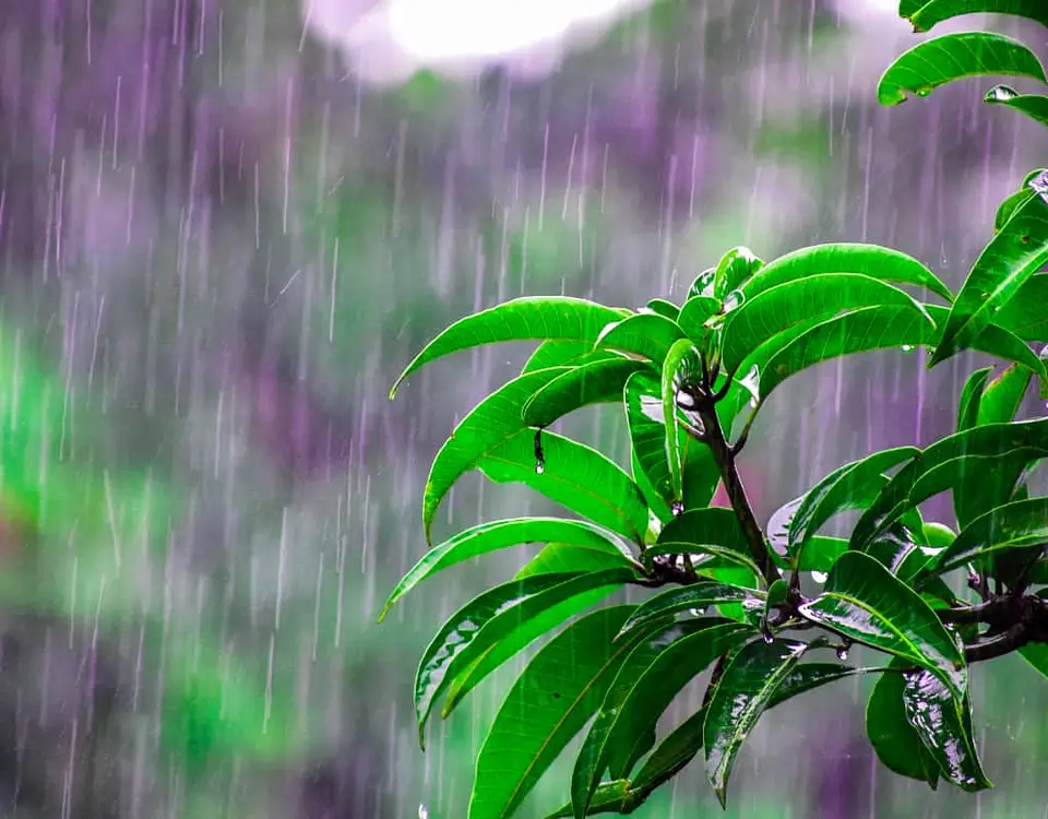 lịch chăm sóc mùa mưa cho cây đàn hương