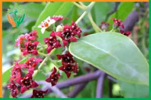 lịch nở hoa đàn hương theo vùng sinh thái