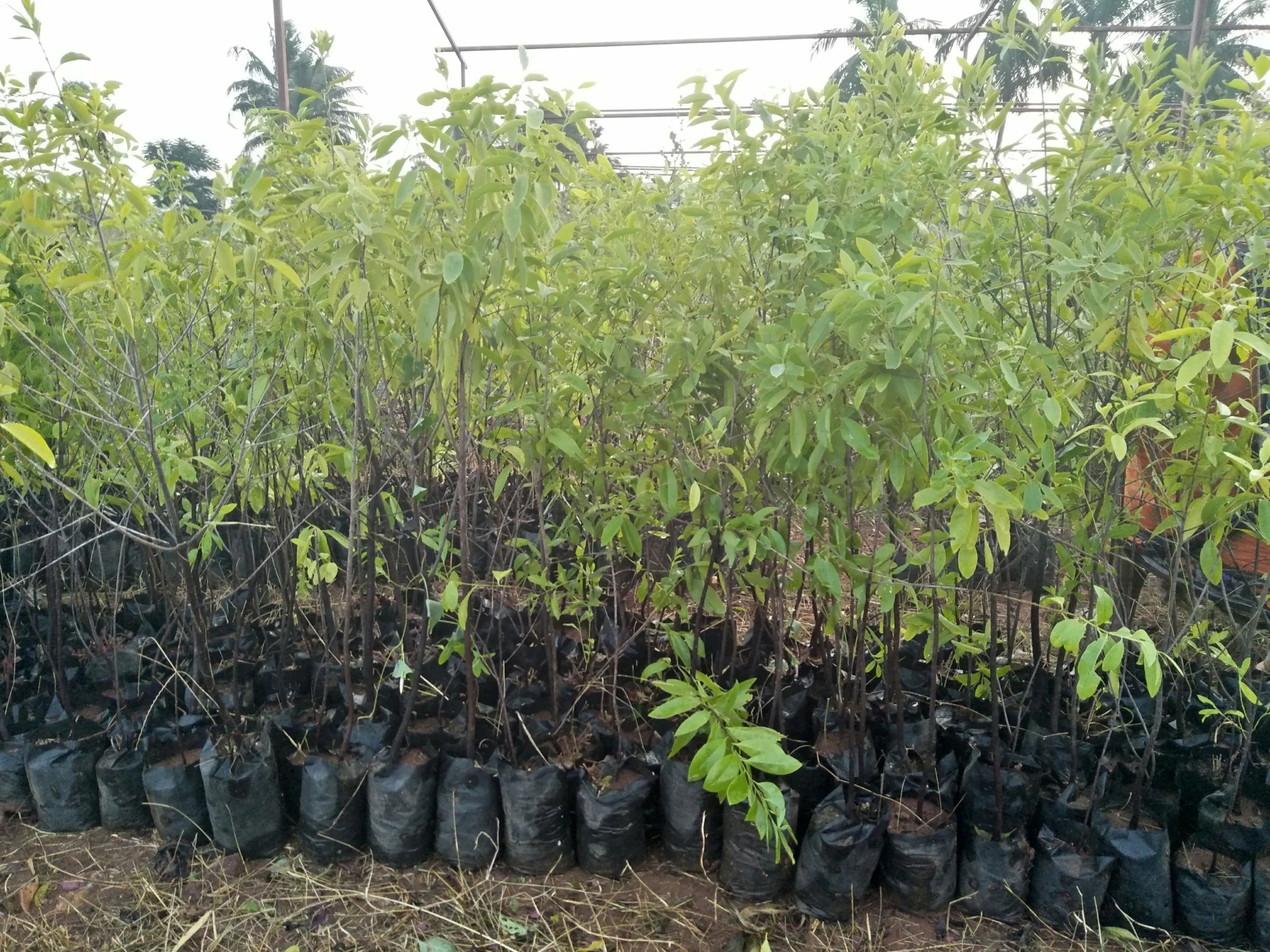 loại phân bón tốt cho cây đàn hương