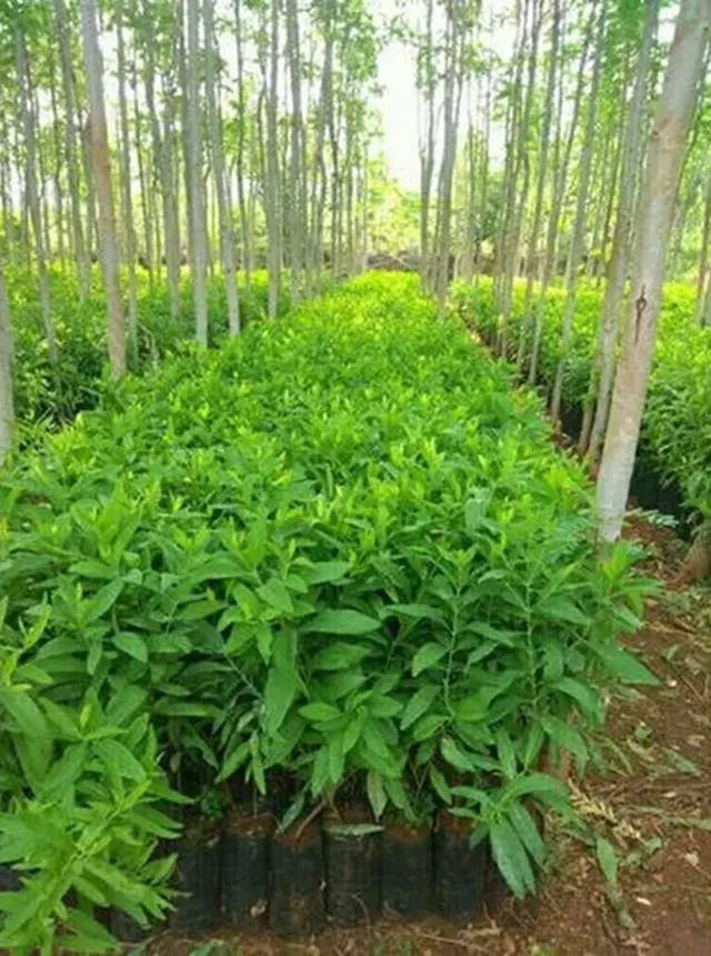 loại phân bón tốt cho cây đàn hương