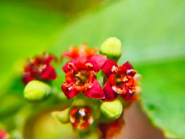 lợi nhuận từ trồng cây đàn hương