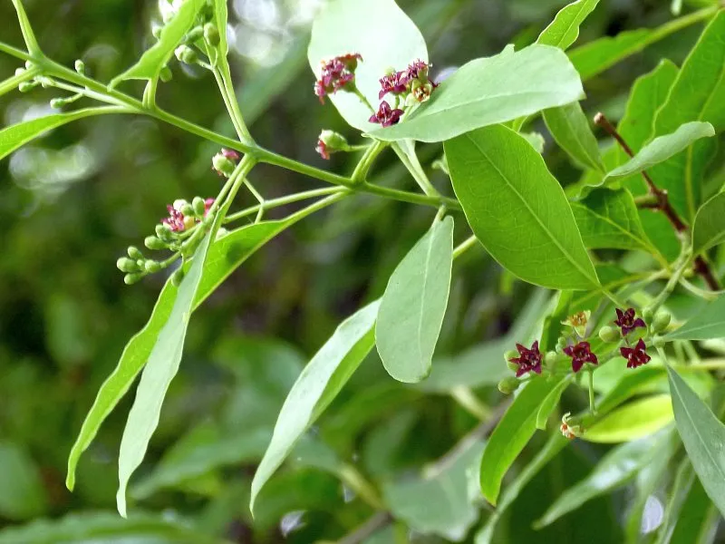 lợi nhuận từ trồng cây đàn hương