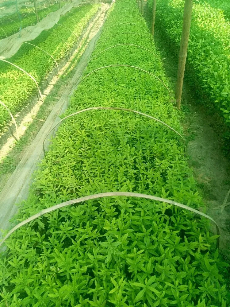 mạt độ trồng cây đàn hương
