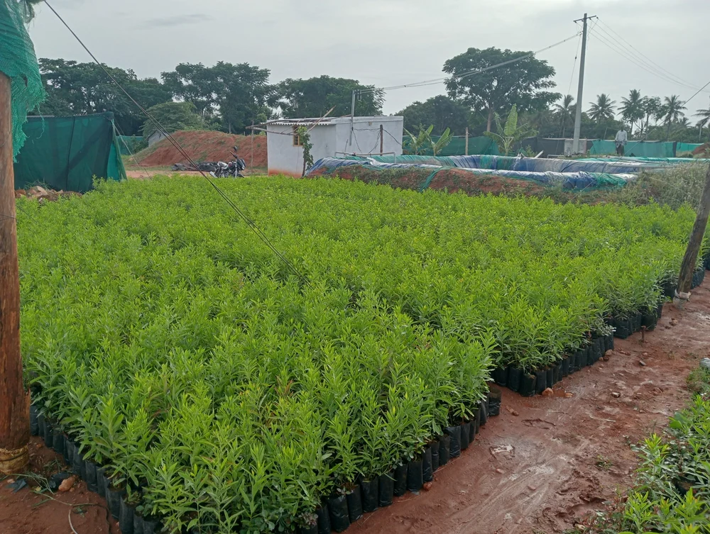 mạt độ trồng cây đàn hương