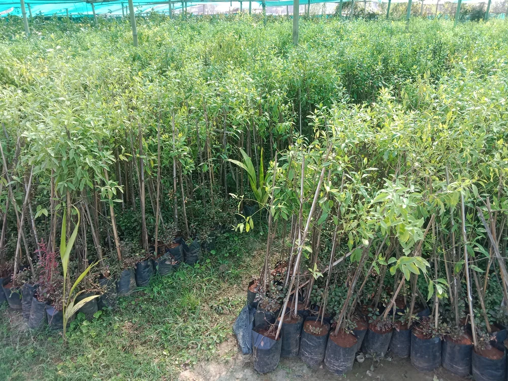 mạt độ trồng cây đàn hương
