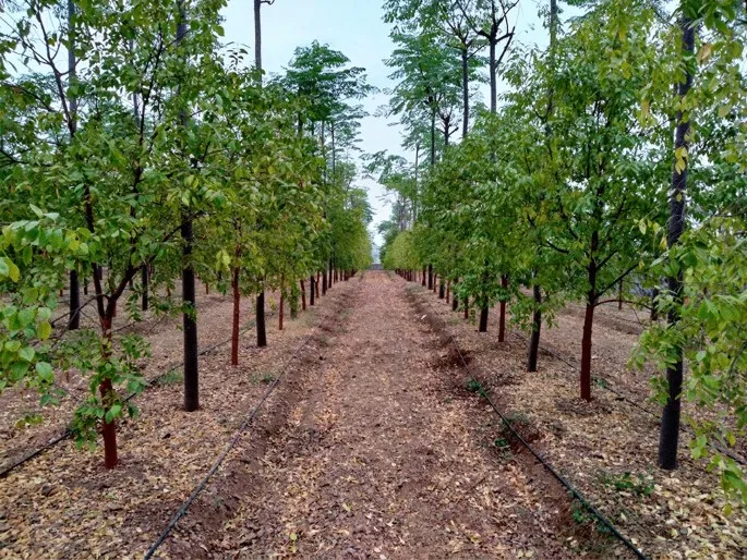 mô hình trồng đàn hương tại gia lai