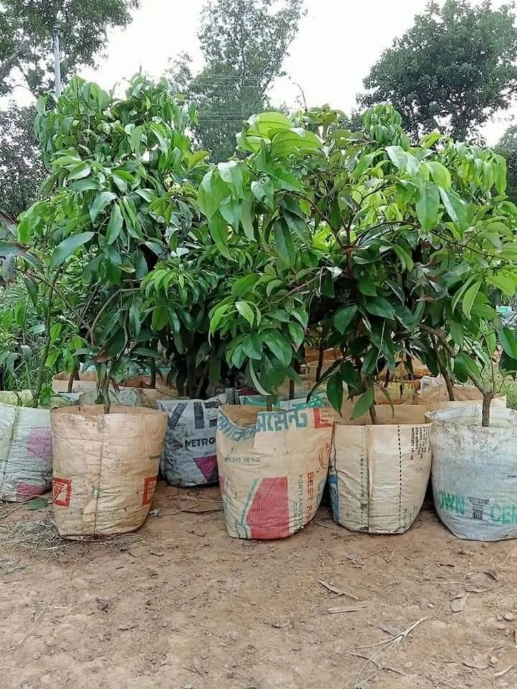 mô hình hợp tác xã trồng đàn hương