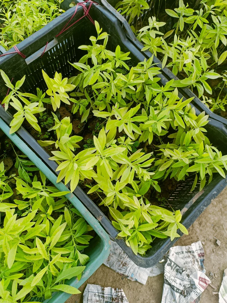mô hình hợp tác xã trồng đàn hương