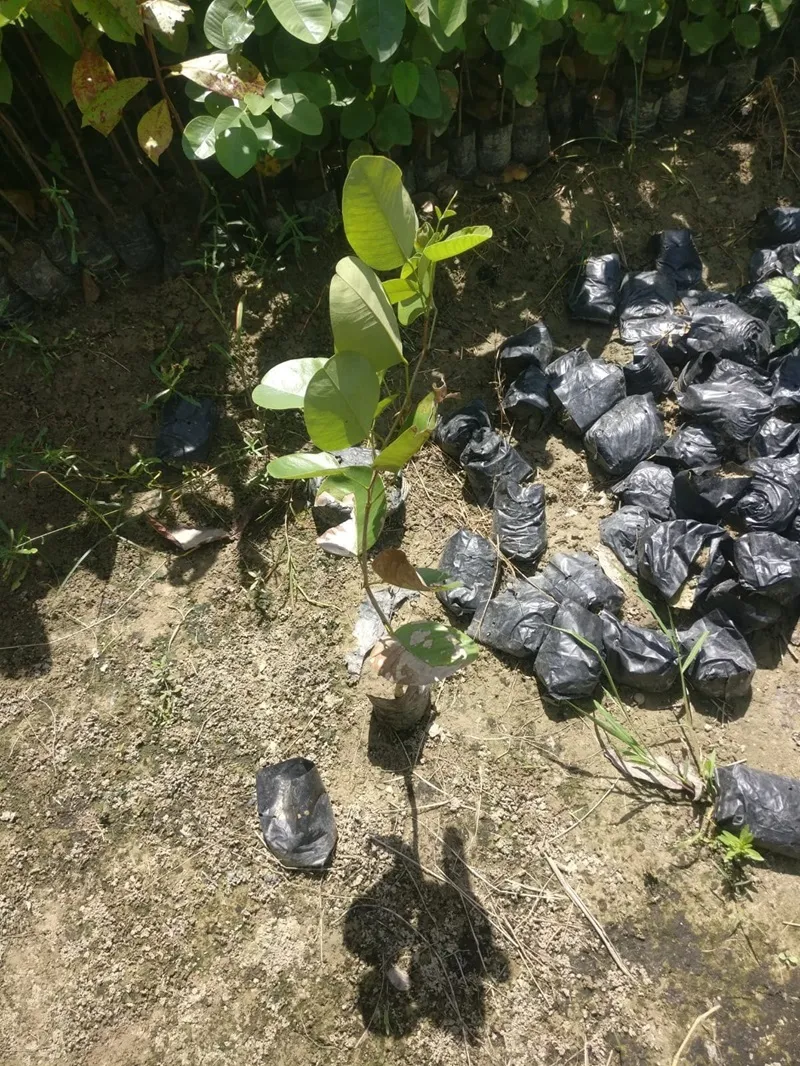 mô hình hợp tác xã trồng đàn hương
