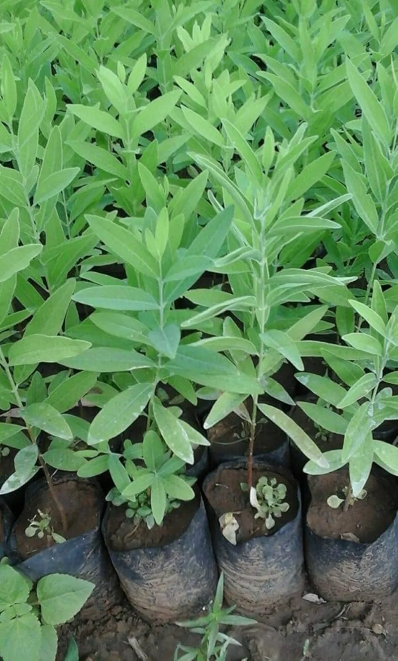 mô hình trồng đàn hương hiệu quả