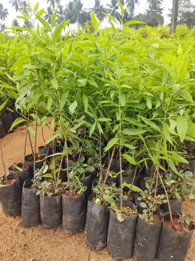 mô hình trồng đàn hương hiệu quả