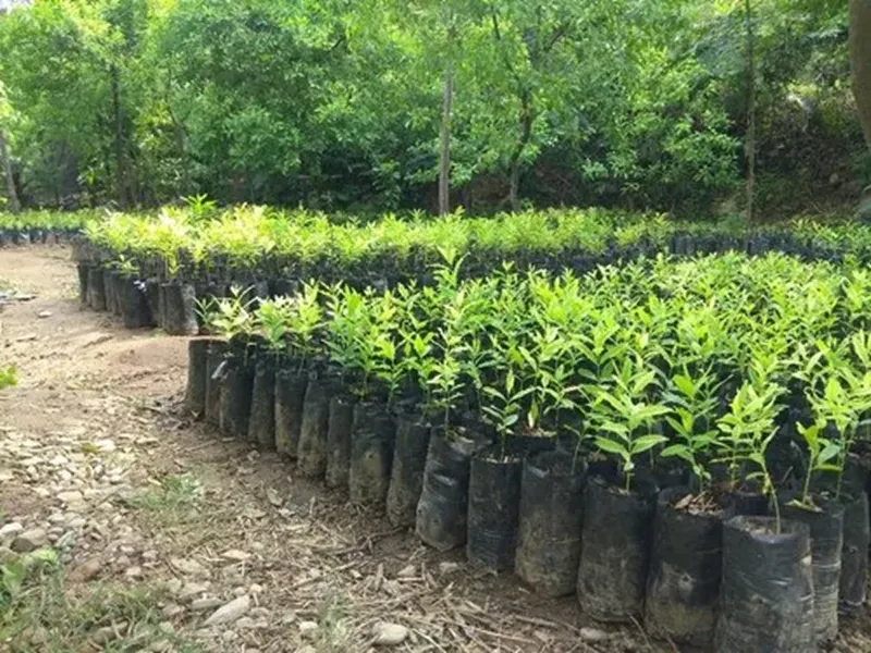 mô hình trồng đàn hương hiệu quả