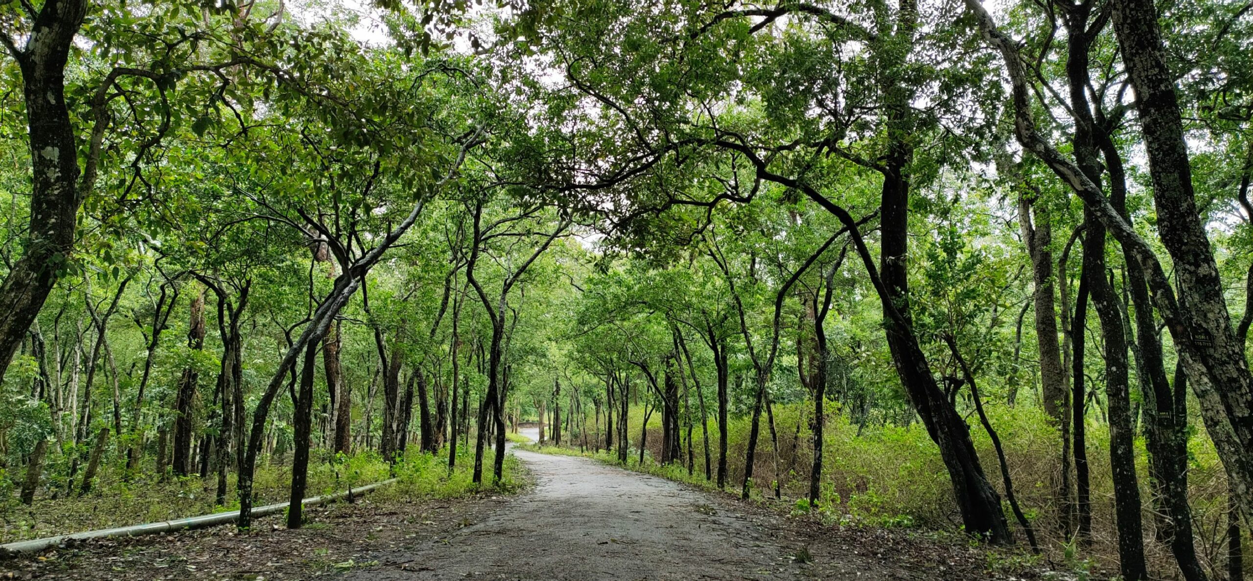 mô hình trồng đàn hương tại gia lai