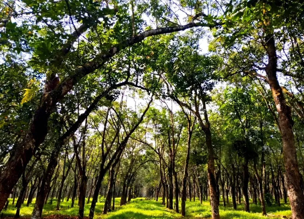 nên trồng cây đàn hương ở đâu