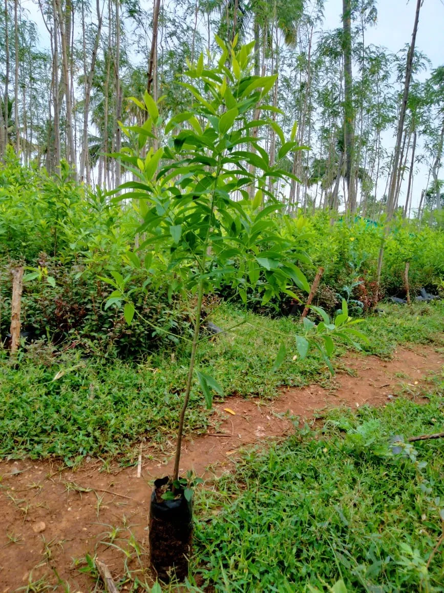 nên trồng cây đàn hương ở đâu