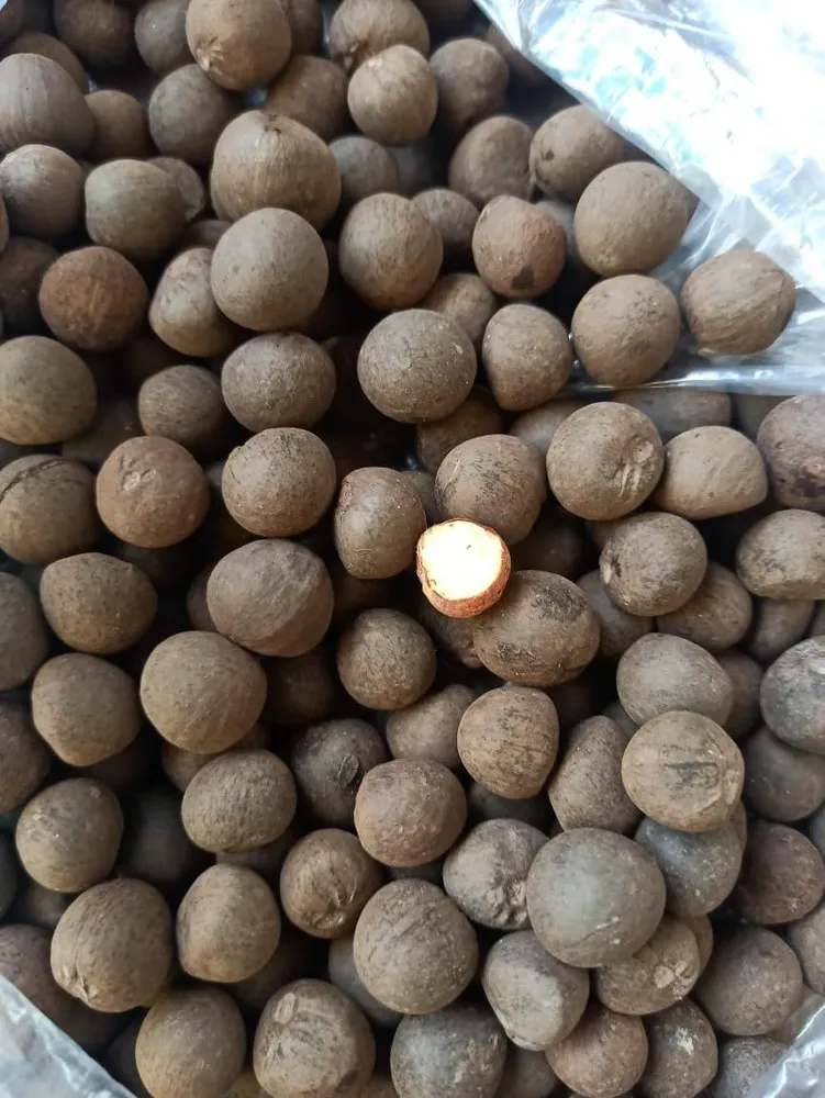 nhiệt độ nảy mầm của hạt đàn hương