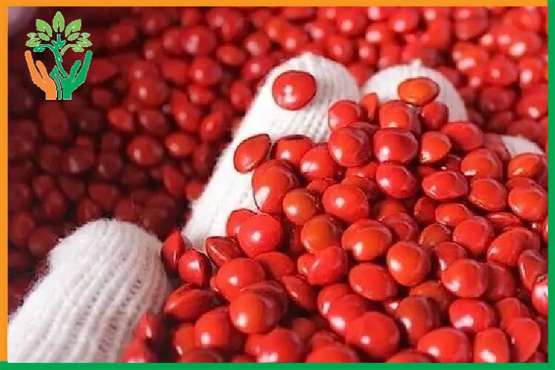nhiệt độ nảy mầm của hạt đàn hương