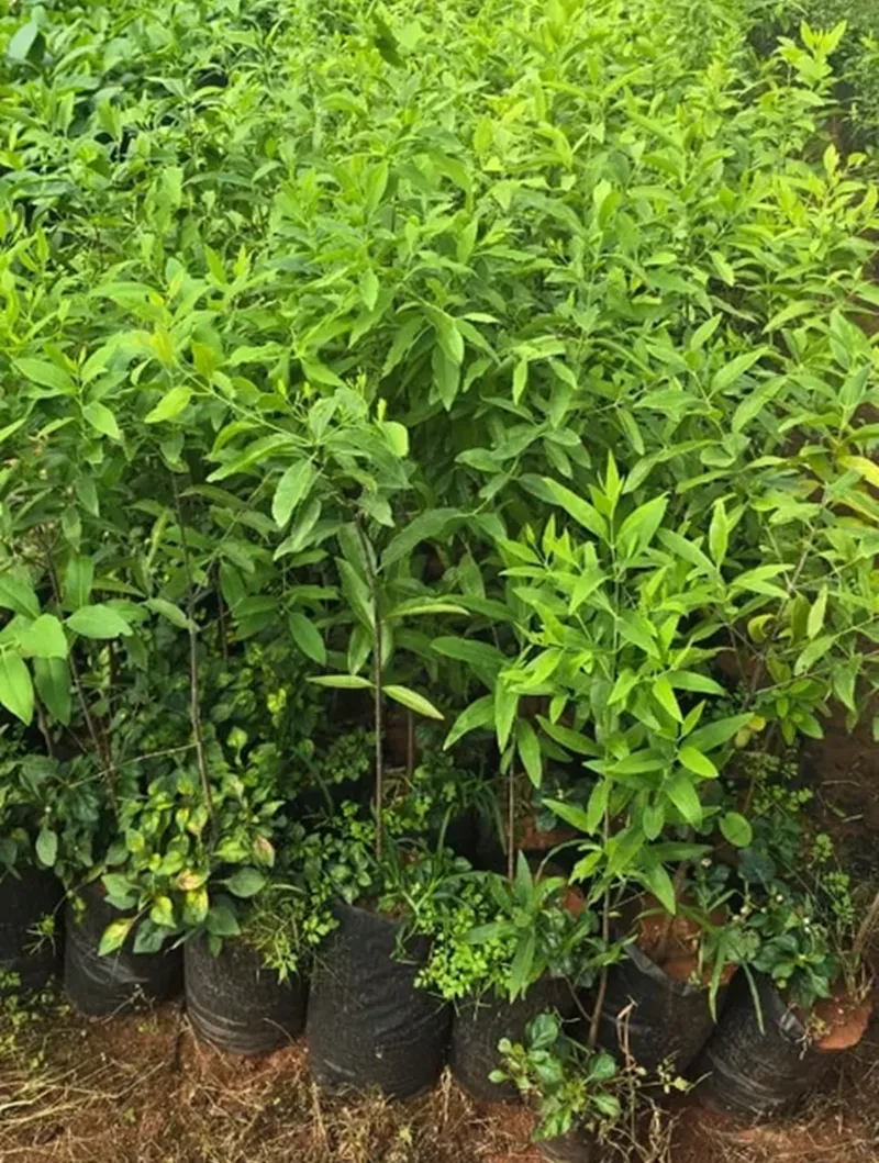 nhu cầu đàn hương tại trung đông