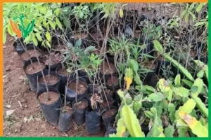 nhu cầu đàn hương tại trung đông
