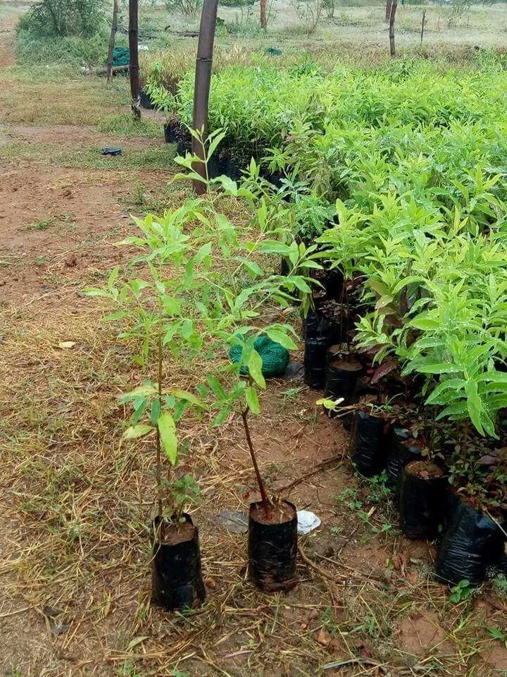 nhu cầu dùng đàn hương tại Nhật Bản