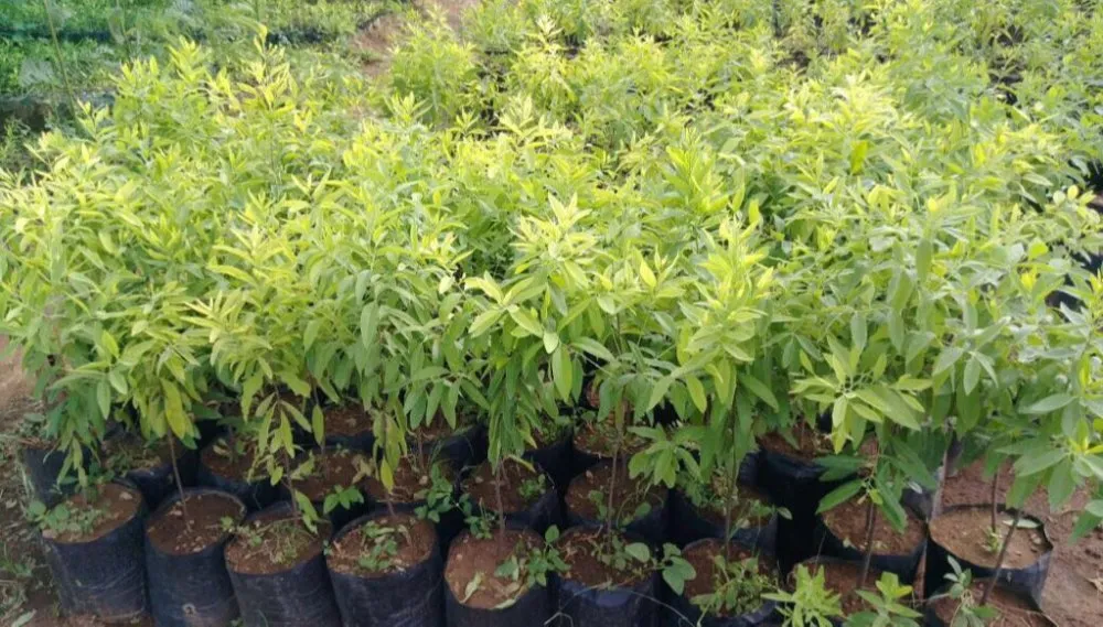 nhu cầu dùng đàn hương tại Nhật Bản
