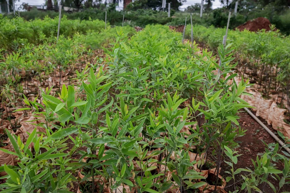 nông dân Đắk Nông trồng đàn hương
