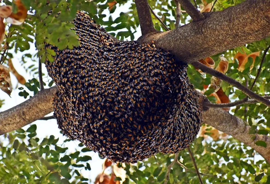 nuôi ong dưới tán đàn hương